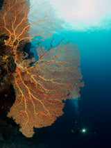 Gorgonia and a diver Poster och Canvastavla