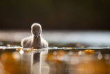 Black swan baby Poster och Canvastavla