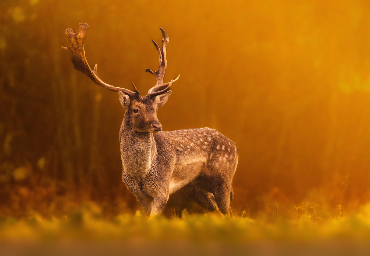 Golden hour Poster och Canvastavla