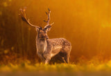 Golden hour Poster och Canvastavla