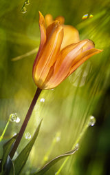 tulip Poster och Canvastavla