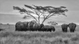 Big African family Poster och Canvastavla