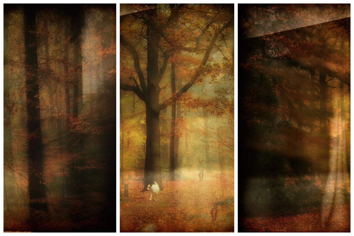 Forest impression Poster och Canvastavla