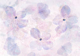 Petal wings Poster och Canvastavla