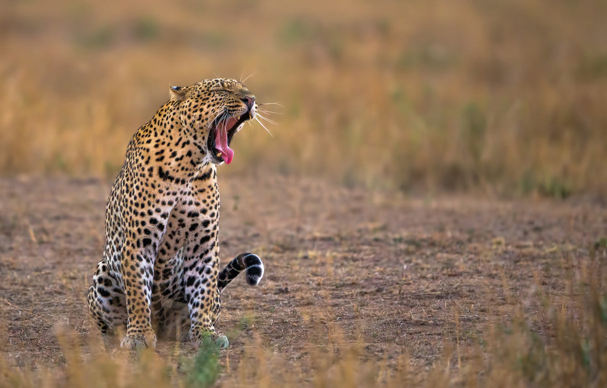 Yawning Leopard Poster och Canvastavla