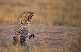 Yawning Leopard Poster och Canvastavla