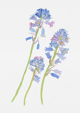 Spanish bluebell or Hyacinthoides hispanica botanical painting Poster och Canvastavla