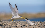 California least tern food exchange Poster och Canvastavla
