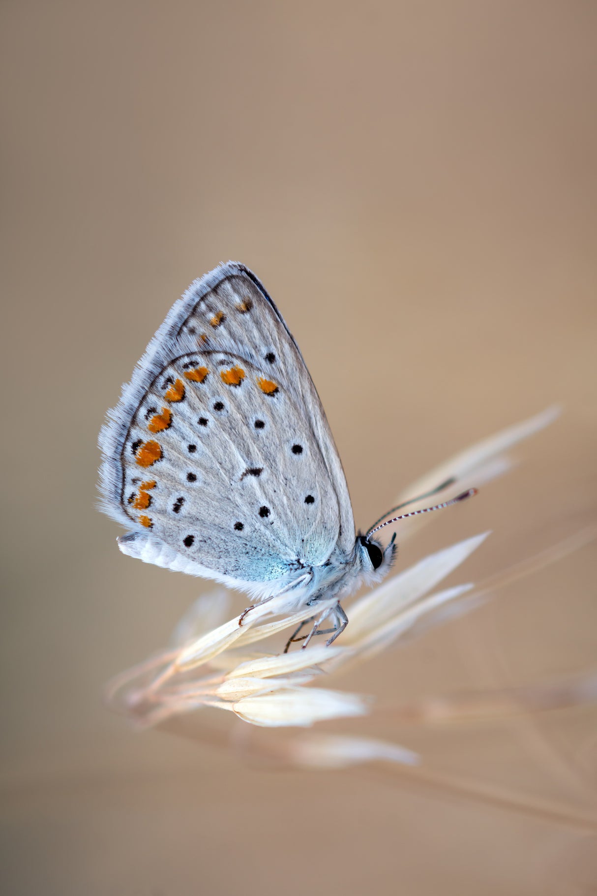 Polyommatus Icarus (Male) Poster och Canvastavla