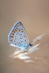 Polyommatus Icarus (Male) Poster och Canvastavla