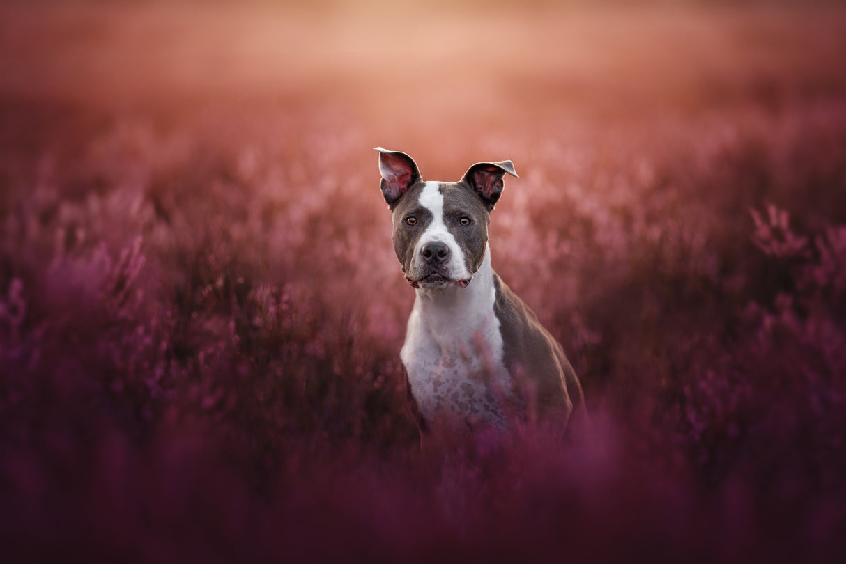 Ears Up Poster och Canvastavla