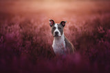 Ears Up Poster och Canvastavla
