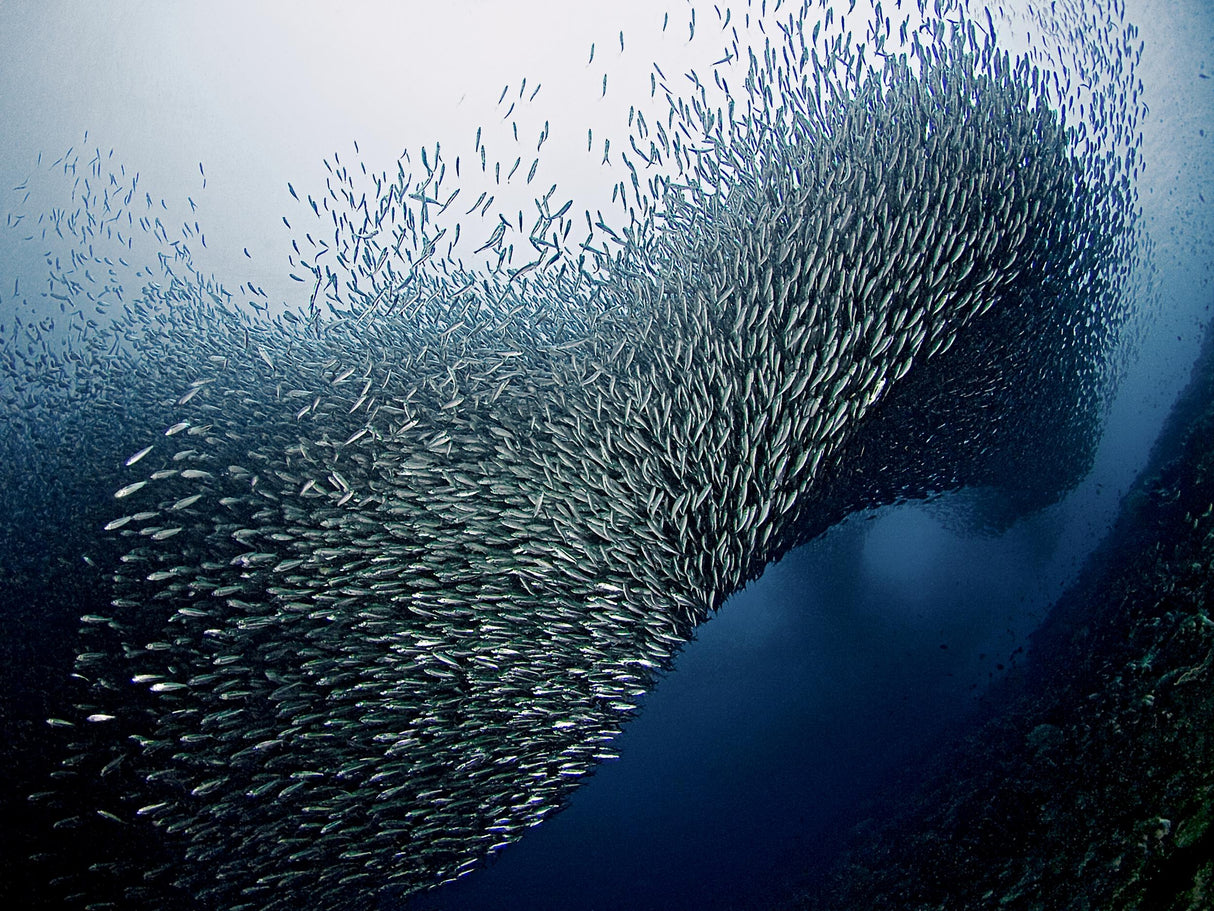 Sardines Tornado Poster och Canvastavla