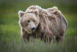 Teddy Bear Poster och Canvastavla