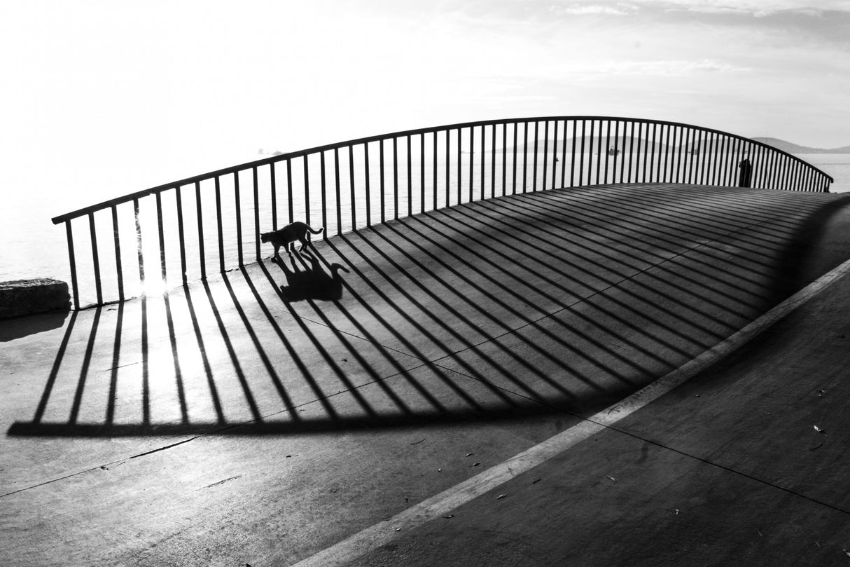 Cat on the bridge Poster och Canvastavla