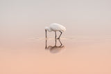 Spoonbill feeding Poster och Canvastavla