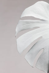 Monstera White 05 Poster och Canvastavla