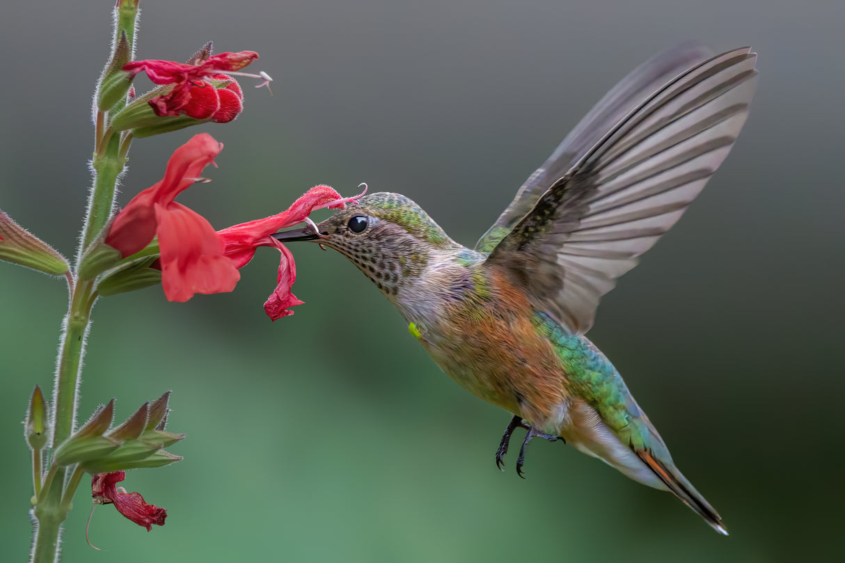 Broad tailed hummingbird Poster och Canvastavla