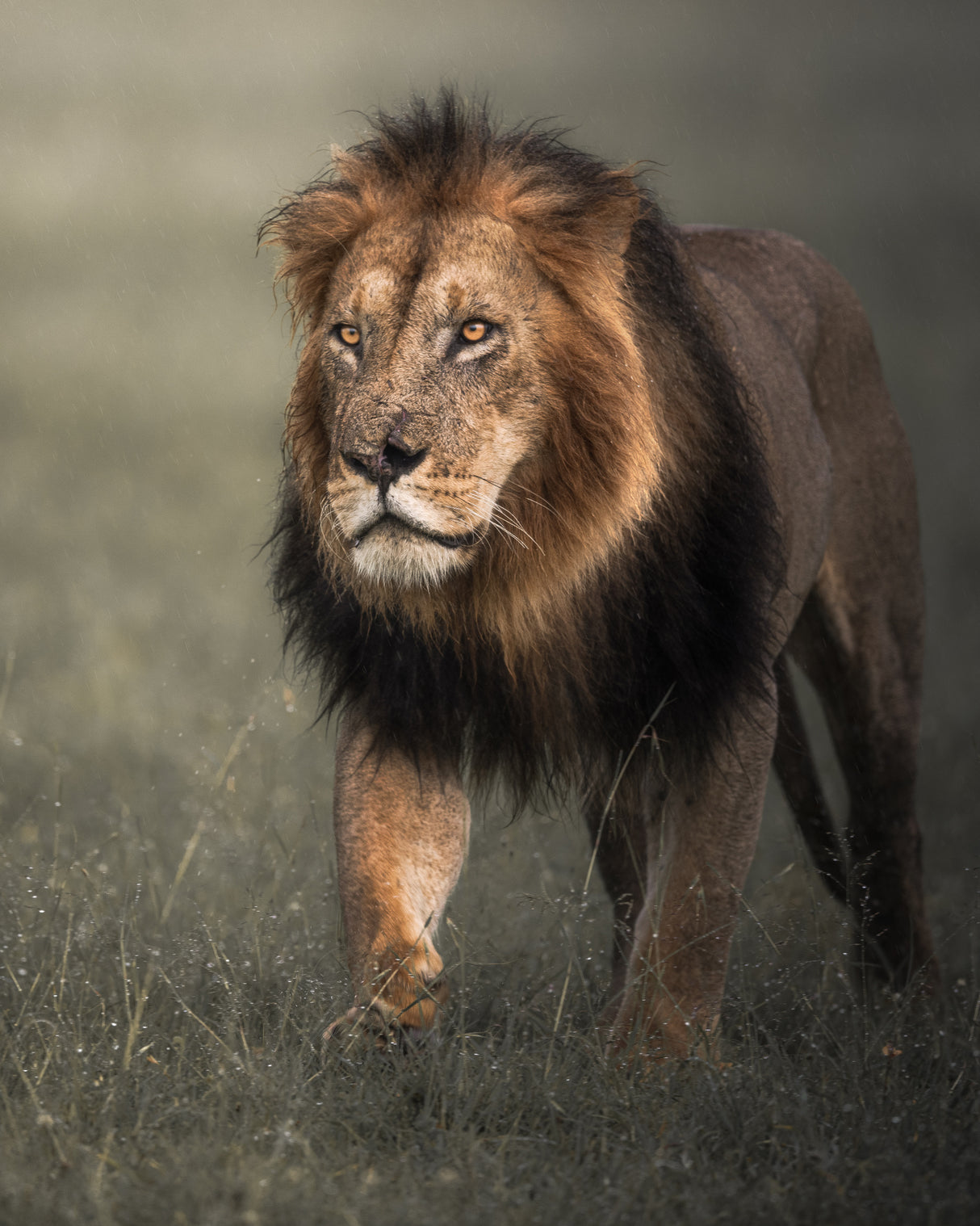 The King Poster och Canvastavla