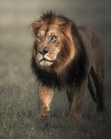 The King Poster och Canvastavla
