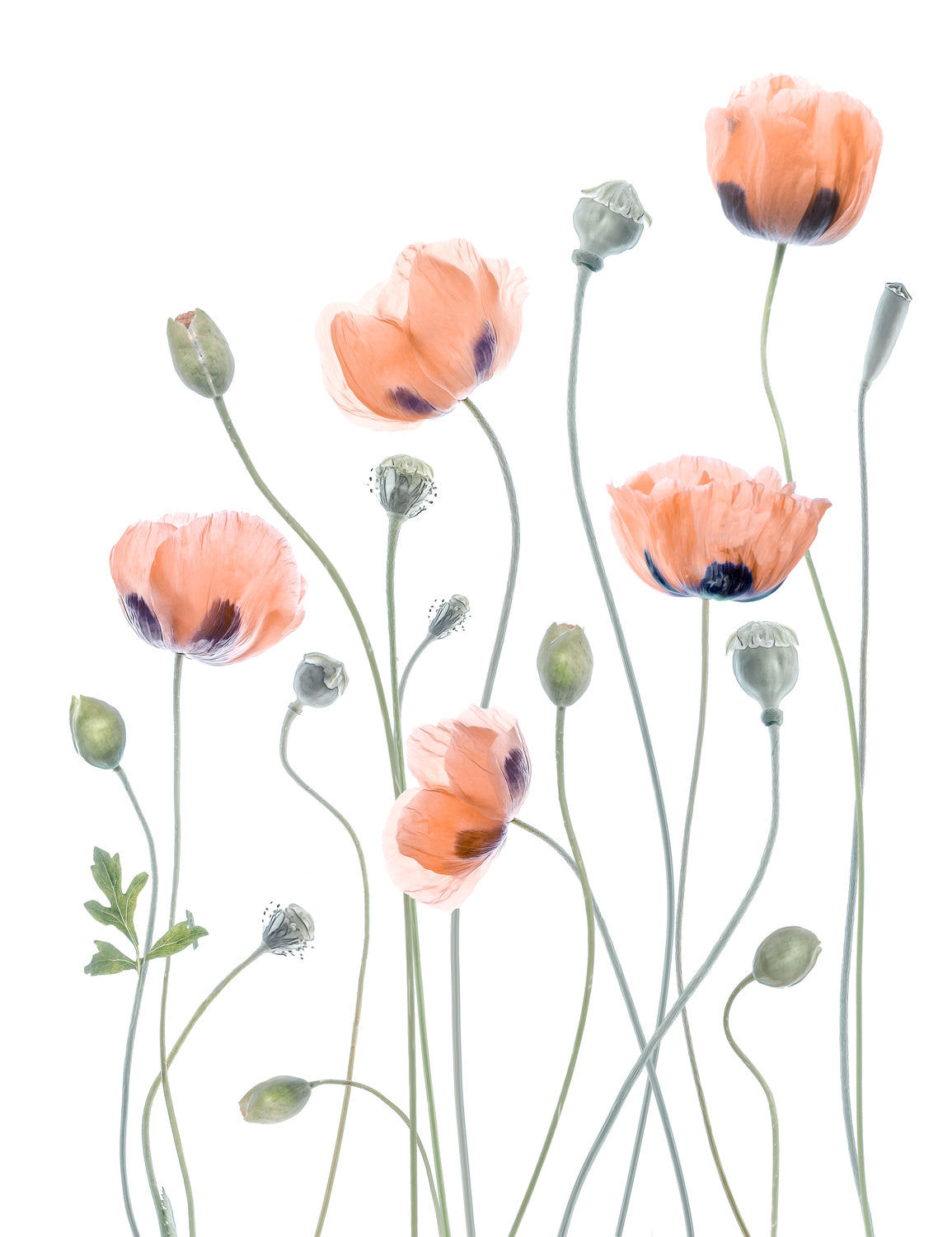 Poppies Poster och Canvastavla