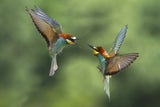 Bee-eaters fights Poster och Canvastavla