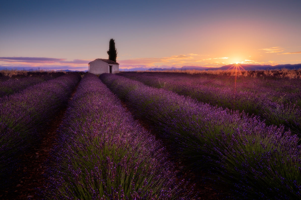 Provence Lavender Poster och Canvastavla