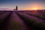 Provence Lavender Poster och Canvastavla