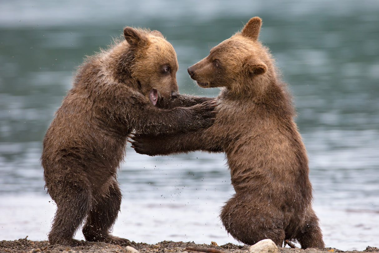 Big bears Poster och Canvastavla