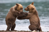 Big bears Poster och Canvastavla