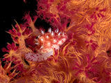 Ridged egg cowrie (Diminovula culmen) Nikon D300 Poster och Canvastavla