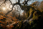 Twisted Nature Poster och Canvastavla