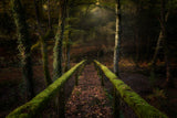 The way to the forest Poster och Canvastavla