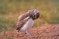 Curiosity of owl Poster och Canvastavla