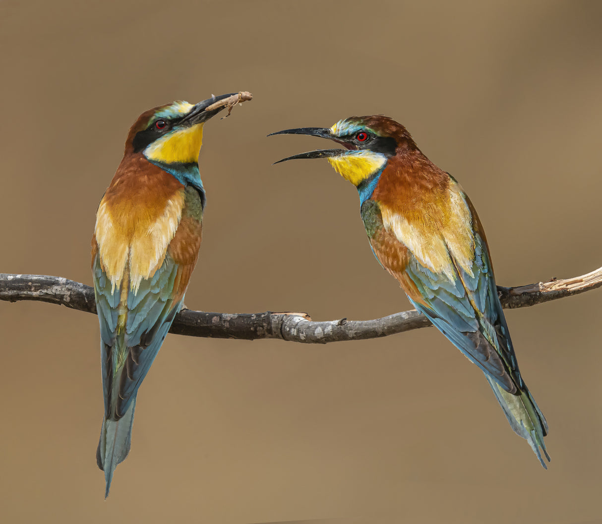 Bee-eaters Poster och Canvastavla