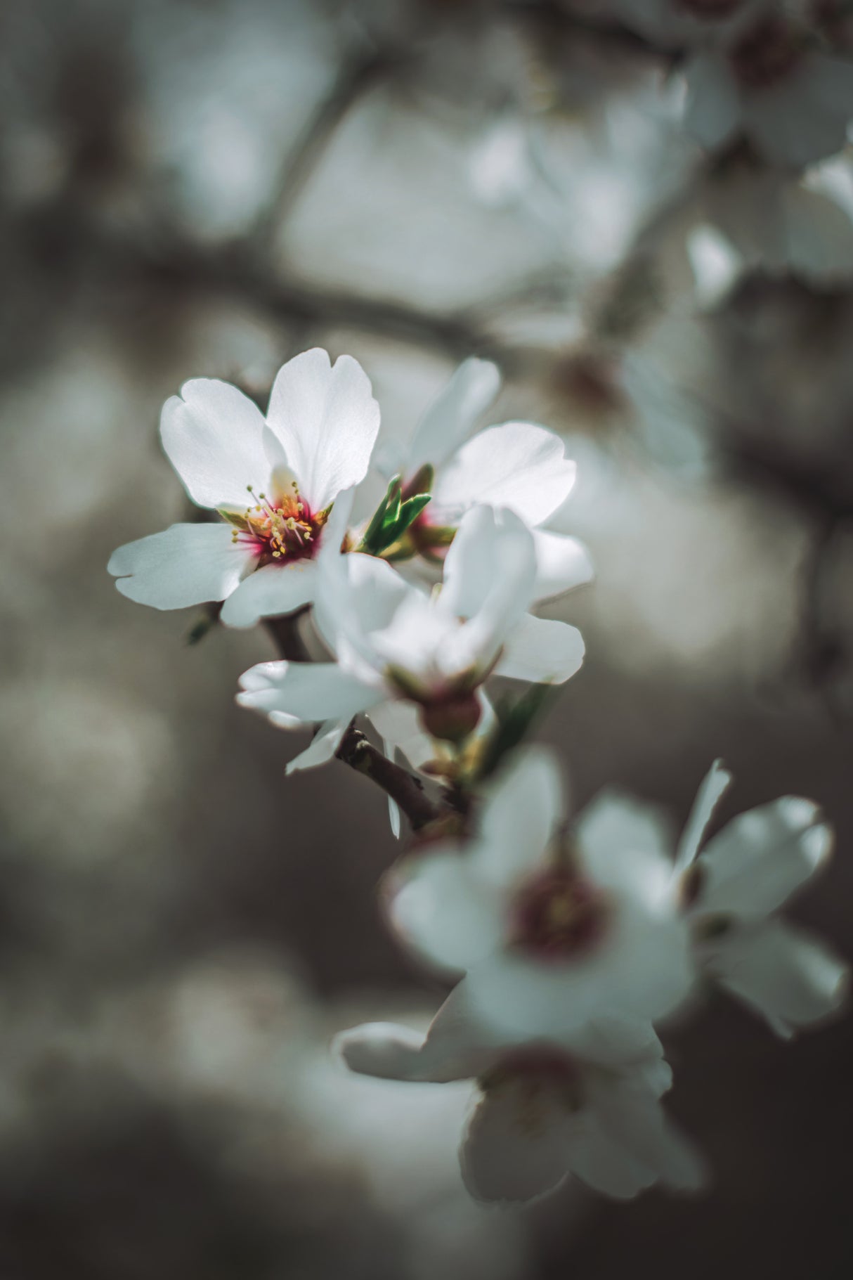 Almond Blossoms Poster och Canvastavla