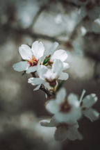 Almond Blossoms Poster och Canvastavla