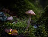 In the Selvapiana forest Poster och Canvastavla