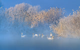 Blue Swan Lake Poster och Canvastavla