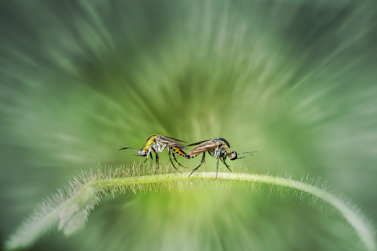 Big Mosquito Poster och Canvastavla