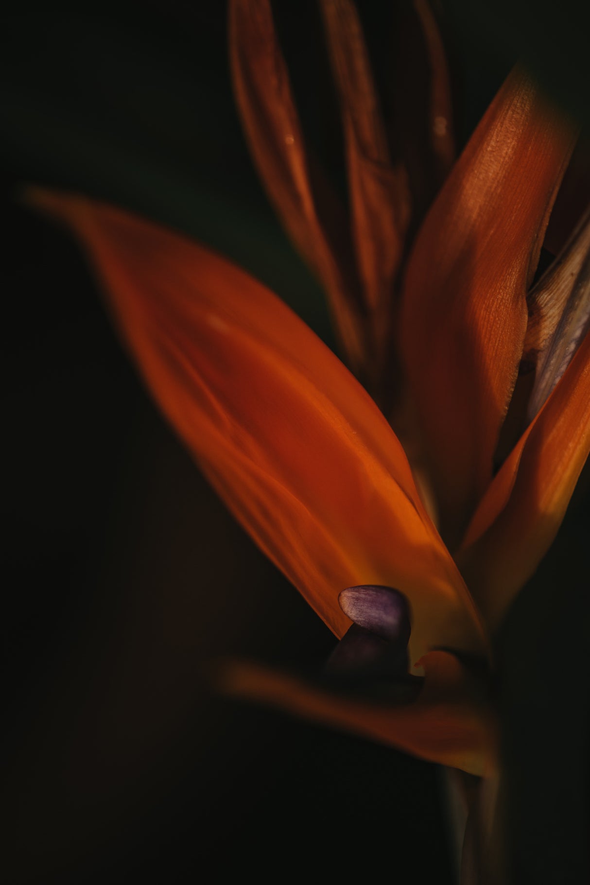 Botanical Series - Bird of Paradise Flower Poster och Canvastavla