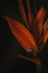 Botanical Series - Bird of Paradise Flower Poster och Canvastavla