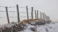 FIRST SNOW Poster och Canvastavla