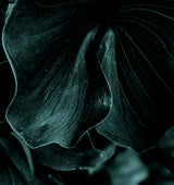 Garden Gazing Poster och Canvastavla
