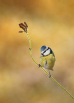 Blue Tit winter light Poster och Canvastavla