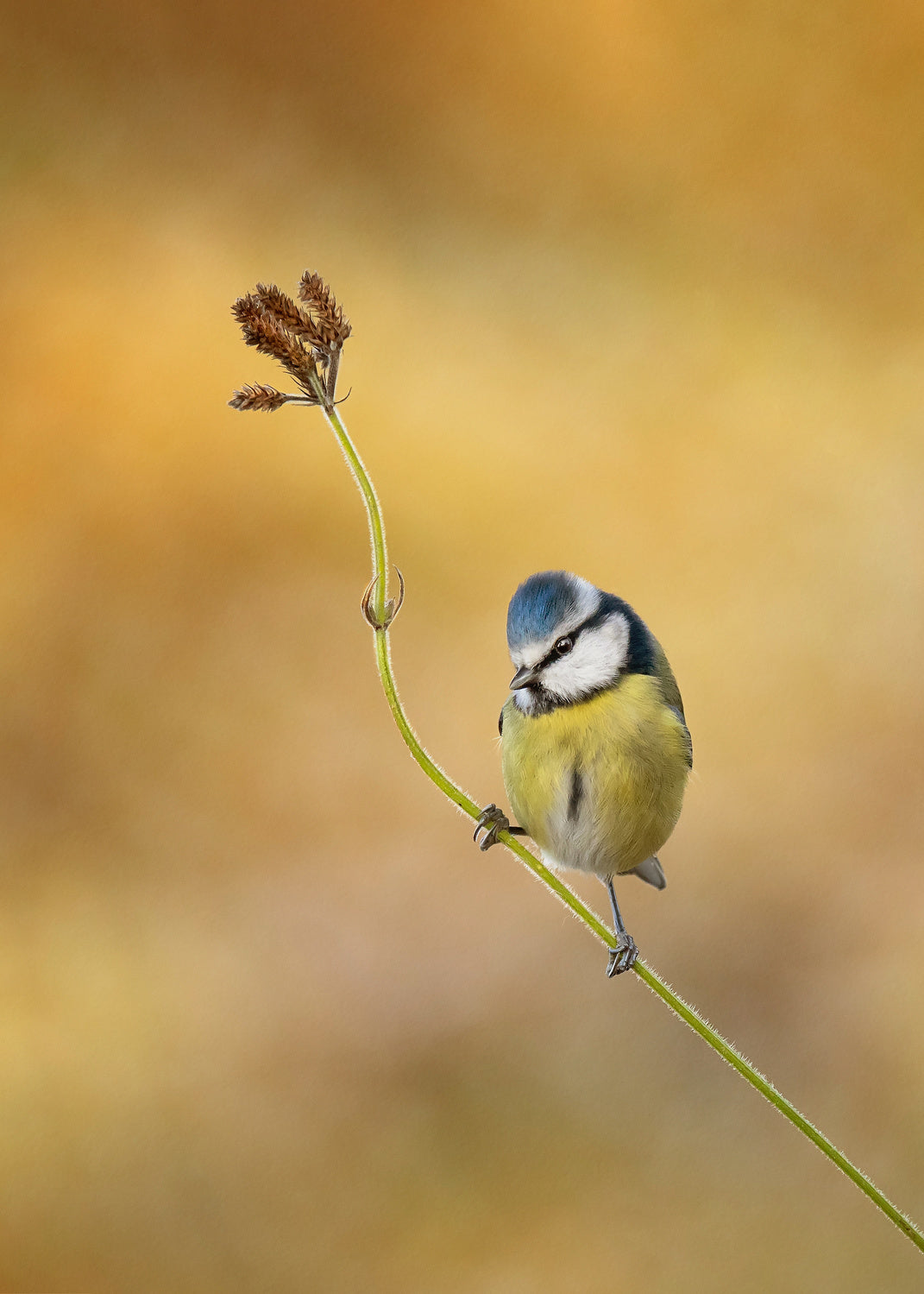 Blue Tit winter light Poster och Canvastavla
