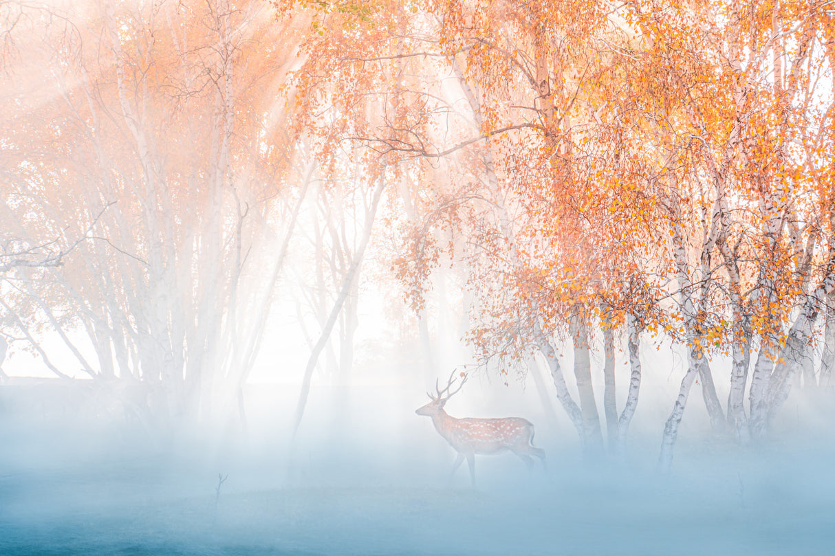 Deep in fog Poster och Canvastavla
