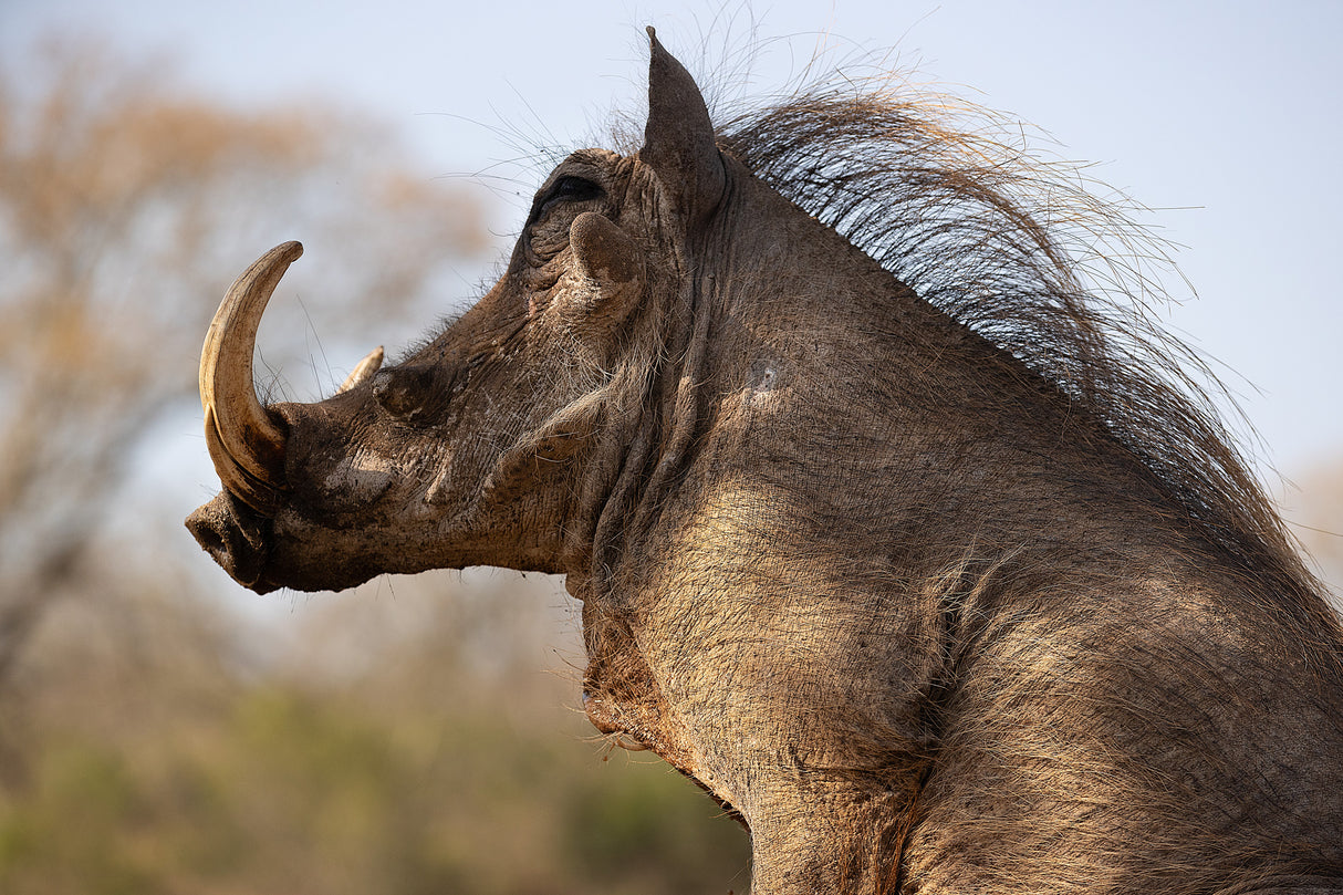 Warthog Poster och Canvastavla