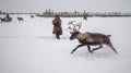Jigori hunts reindeer II Poster och Canvastavla