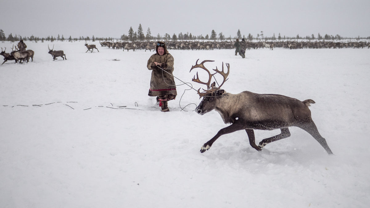 Jigori hunts reindeer II Poster och Canvastavla